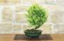 2 - Bonsai di Rosmarino a fiore bianco (58)