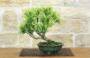 3 - Bonsai di Rosmarino a fiore bianco (58)