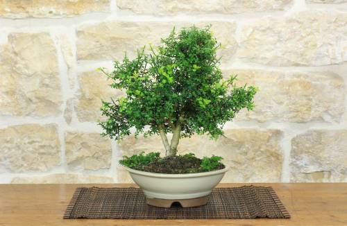 1 - Bonsaï de jasmin à fleurs jaunes (8)