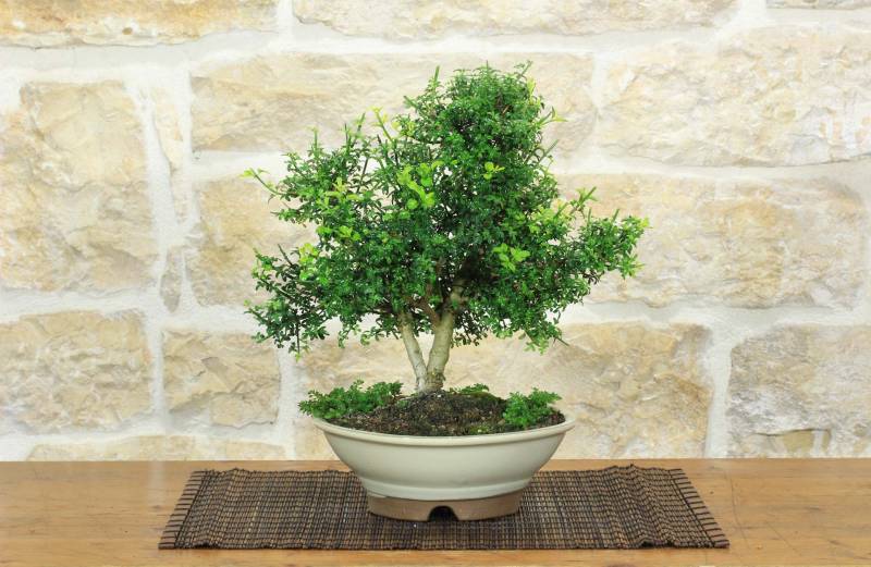 1 - Bonsai di Gelsomino a fiore giallo (8)