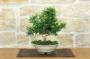 1 - Gelbe Blume Jasmin Bonsai (8)