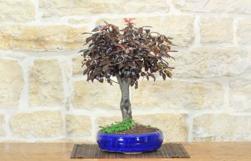 1 - Prunus Pissardii Bonsai (28)