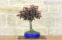 4 - Bonsai di Prunus Pissardii (28)