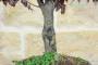 5 - Prunus Pissardii bonsaï (28)