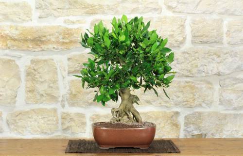1 - Bonsai di Citrus Limequat (36)
