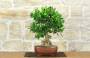 1 - Bonsai di Citrus Limequat (36)