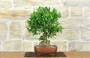 3 - Bonsai di Citrus Limequat (36)