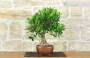 4 - Bonsai di Citrus Limequat (36)