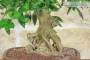 5 - Bonsai di Citrus Limequat (36)