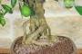 6 - Bonsai di Citrus Limequat (36)
