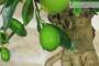 7 - Bonsai di Citrus Limequat (36)
