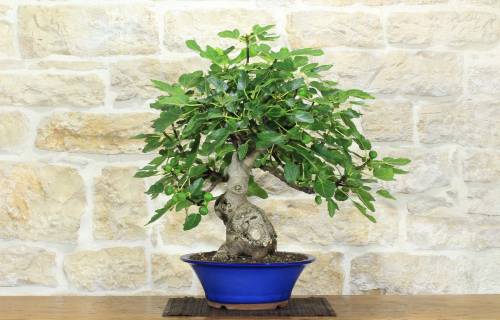 1 - Bonsai di Fico (90)