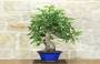 1 - Bonsai di Fico (90)