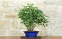 2 - Bonsai di Fico (90)