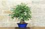 3 - Bonsai di Fico (90)