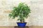 4 - Bonsai di Fico (90)