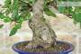 5 - Bonsai di Fico (90)