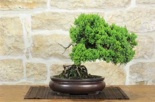 1 - Bonsai di Ginepro Kishu (135)