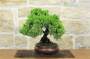 2 - Bonsai di Ginepro Kishu (135)