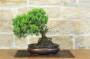 3 - Bonsai di Ginepro Kishu (135)