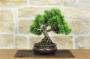 4 - Bonsai di Ginepro Kishu (135)