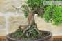5 - Bonsai di Ginepro Kishu (135)