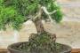 6 - Bonsai di Ginepro Kishu (135)