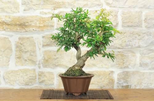 1 - Bonsai di Melograno giapponese "Nejikan" (28)