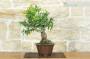 2 - Bonsai di Melograno giapponese "Nejikan" (28)