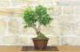 3 - Bonsai di Melograno giapponese "Nejikan" (28)