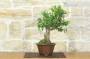4 - Bonsai di Melograno giapponese "Nejikan" (28)