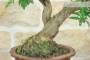 5 - Bonsai di Melograno giapponese "Nejikan" (28)