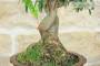 6 - Bonsai di Melograno giapponese "Nejikan" (28)
