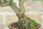 7 - Bonsai di Melograno giapponese "Nejikan" (28)
