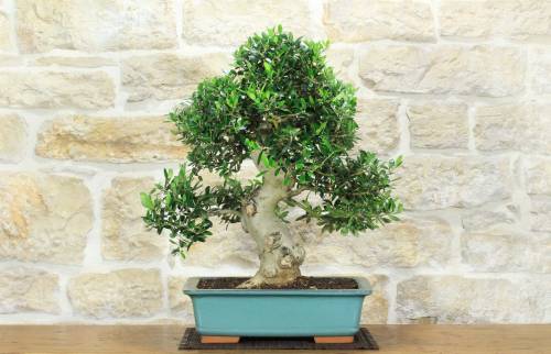 1 - Bonsai di Olivo (190)