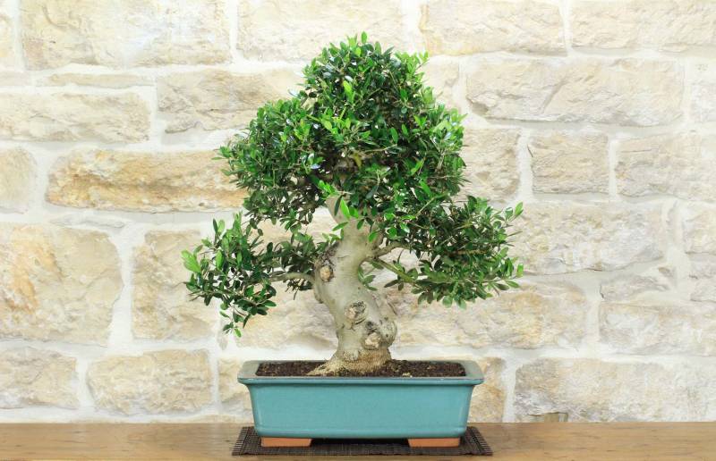 1 - Bonsai di Olivo (190)