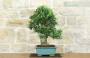 2 - Bonsai di Olivo (190)
