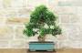 3 - Bonsai di Olivo (190)