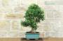 4 - Bonsai di Olivo (190)