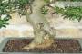 5 - Bonsai di Olivo (190)