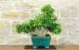 1 - Bonsai di Pepe Giapponese (97)