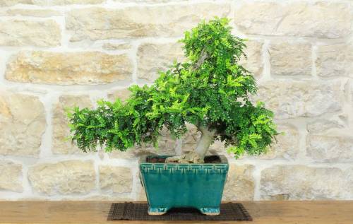 1 - Bonsai di Pepe Giapponese (97)