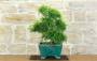 2 - Bonsai di Pepe Giapponese (97)