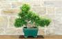 3 - Bonsai di Pepe Giapponese (97)