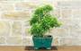 4 - Bonsai di Pepe Giapponese (97)