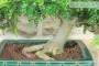 5 - Bonsai di Pepe Giapponese (97)