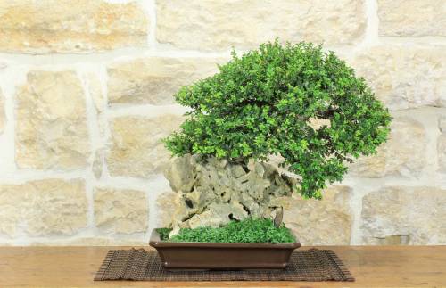 1 - Bonsai di Zelkova Parvifolia su roccia (14).