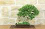 1 - Bonsai di Zelkova Parvifolia su roccia (14).