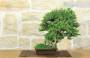 2 - Bonsai di Zelkova Parvifolia su roccia (14).
