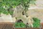 6 - Bonsai di Zelkova Parvifolia su roccia (14).